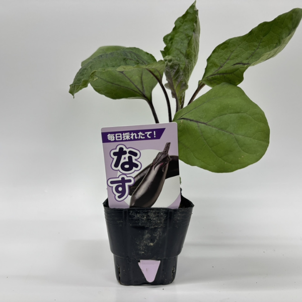 なすに使用できるNBサイズの挿しラベルの使用イメージ