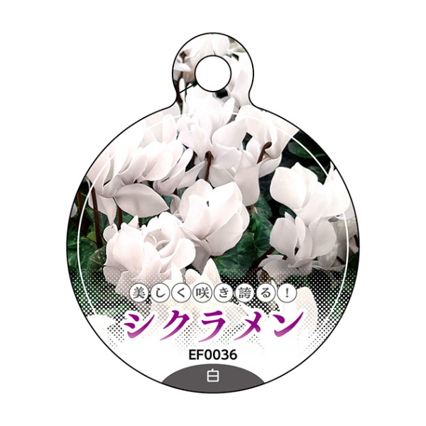 白色のシクラメンで使用できる吊りラベル