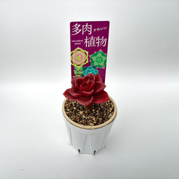 多肉植物に使用できるNAサイズの挿しラベルの使用イメージ