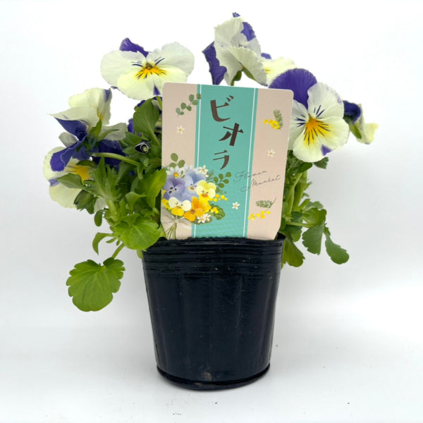 ビオラに使用できるNBサイズの挿しラベルの真横からの使用イメージ