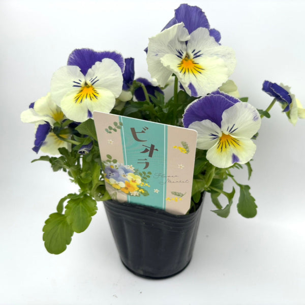 ビオラに使用できるNBサイズの挿しラベルの使用イメージ