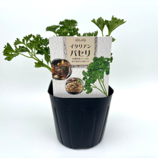 イタリアンパセリに使用できるNBサイズの挿しラベルの使用イメージ