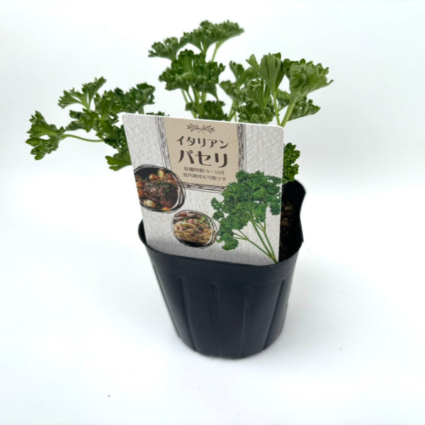 パセリ向け  園芸用ラベル 100枚1束 / NBサイズ(耐水LIMEX製)