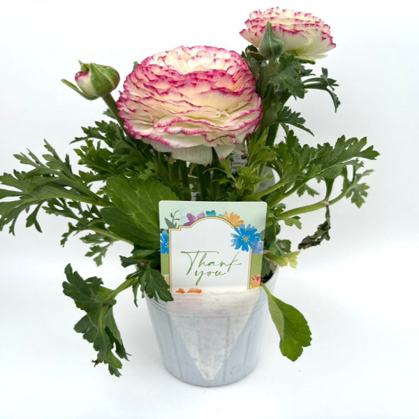 ギフト向けに使用しやすいNBサイズの挿しラベルの真横の使用イメージ