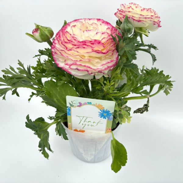 ギフト向けに使用しやすいNBサイズの挿しラベルの使用イメージ