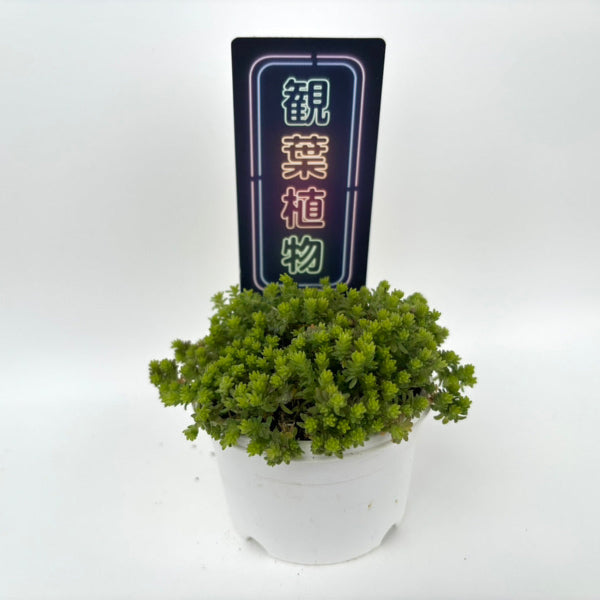 韓国風ネオンサインの観葉植物に使用できるNAサイズの挿しラベルの使用イメージ