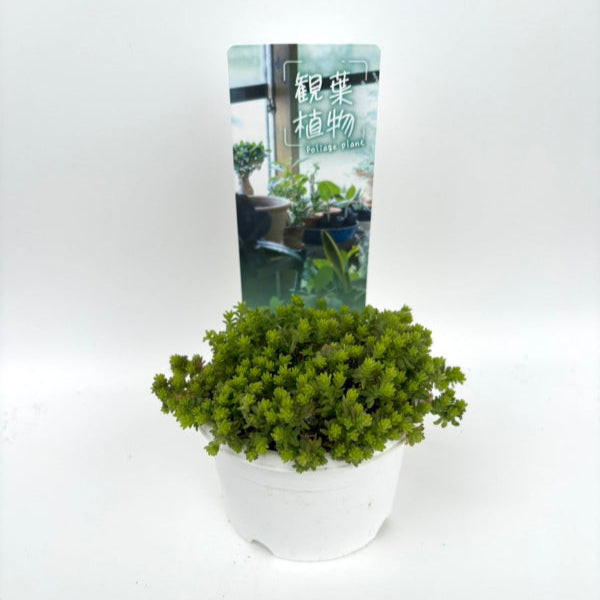 観葉植物に使用できるNAサイズの挿しラベルの使用イメージ