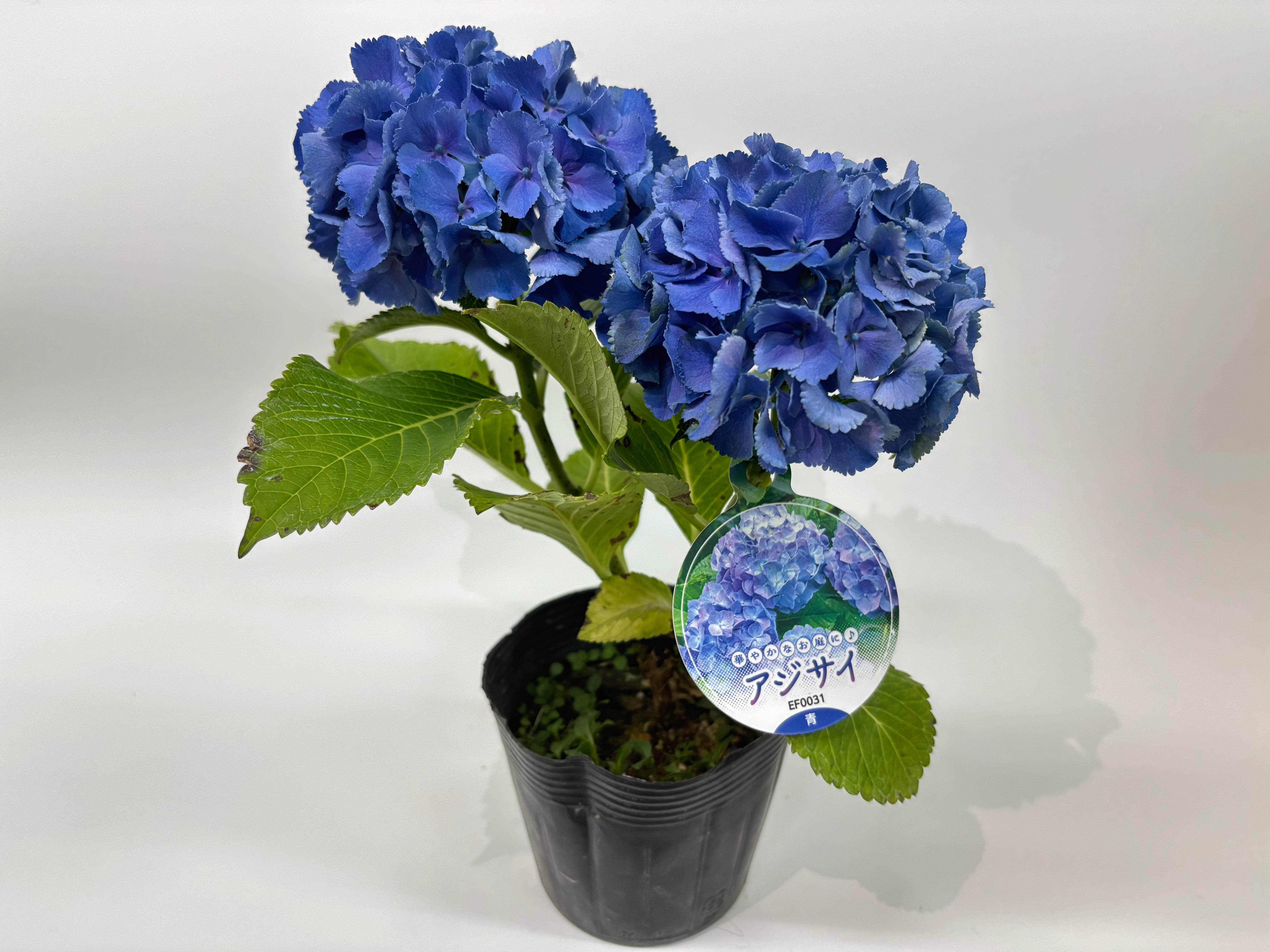 園芸用吊りラベル 100枚1束 / NCサイズ(アジサイ青・耐水LIMEX製)