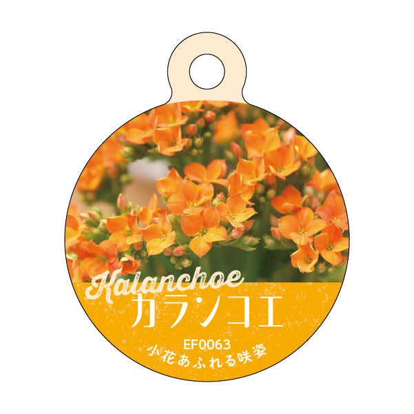 カランコエ 園芸用吊りラベル 100枚1束 / NCサイズ(耐水LIMEX製)