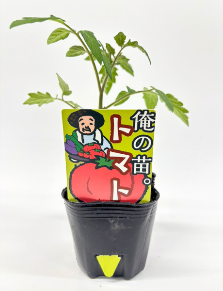 トマト苗用 園芸ラベル 100枚1束 / NBサイズ(耐水LIMEX製)