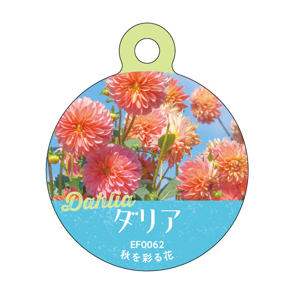 ダリア 園芸用吊りラベル 100枚1束 / NCサイズ（耐水LIMEX製）